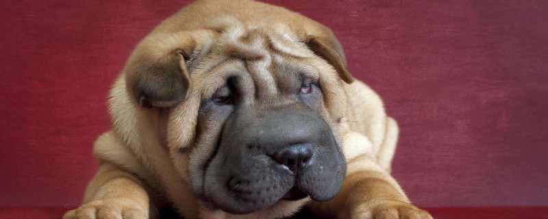 What to do if Shar Pei has body odor