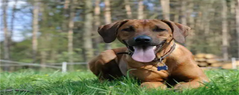 Diarrhea in Rhodesian Ridgebacks
