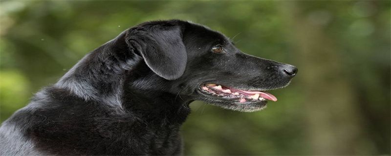 How many vaccinations should Labrador get?