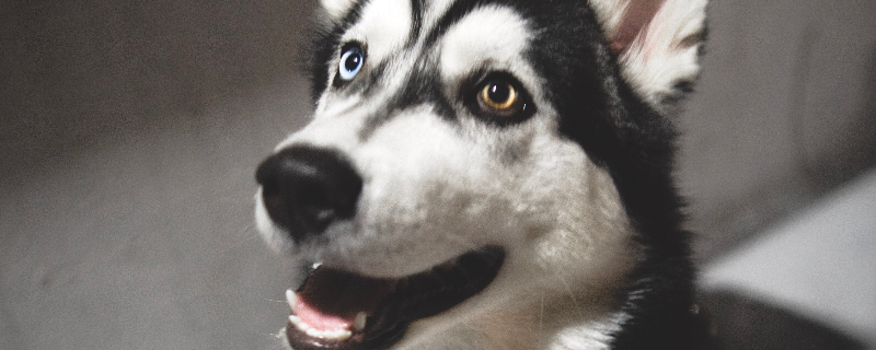 Do dogs need injections for colds?