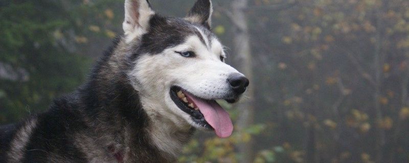 Do pet dogs catch a cold?