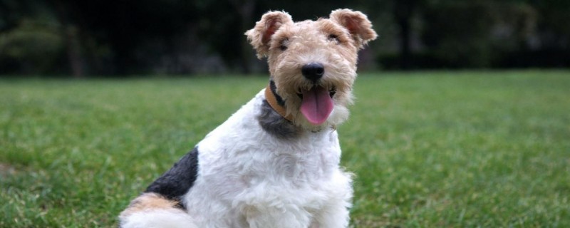 What to do if a Wirehaired Fox Terrier has bad breath