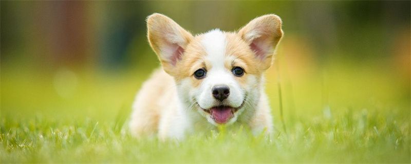 Symptoms of Constipation in Dogs