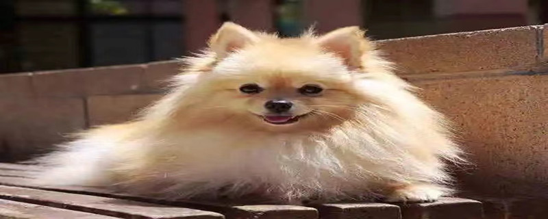 Common diseases in Pomeranians