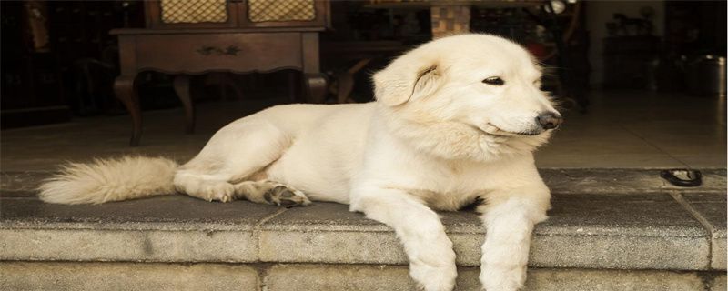 Can dogs eat probiotics every day?