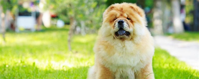 Symptoms of Urinary Stones in Dogs