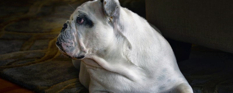 Symptoms of a broken dog