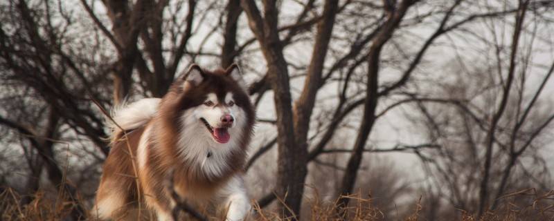 Symptoms of Rickets in Dogs