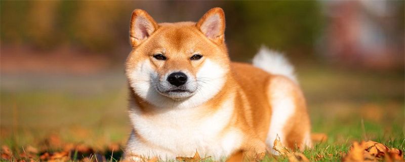 How to treat seborrheic dermatitis in dogs