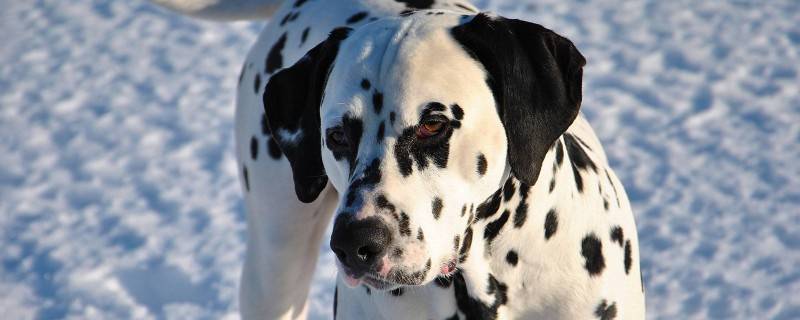 What degree of dog claw injury should be vaccinated against rabies