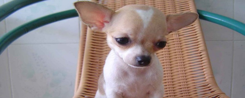 How to Cut Chihuahua's Nails