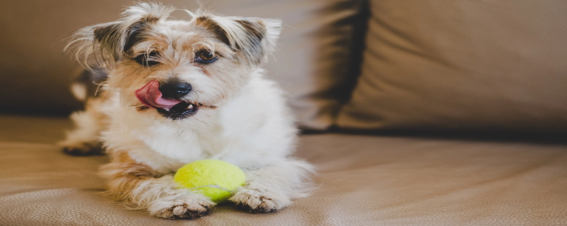 What is canine distemper