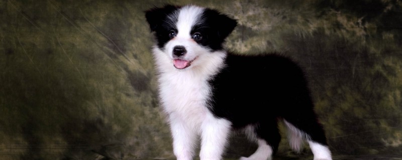 Dog Encephalitis Symptoms Urinary Incontinence