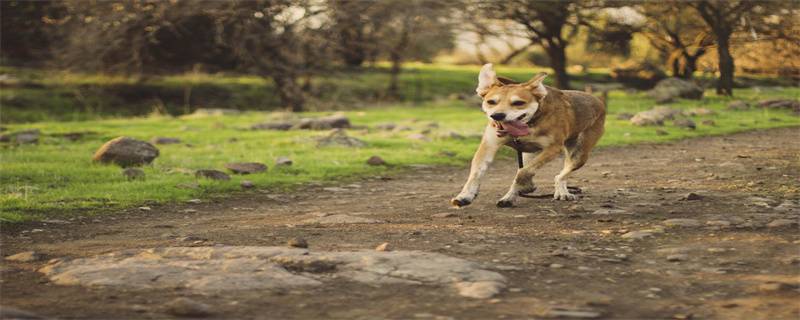 How to deal with excessive lacrimal gland secretion in dogs