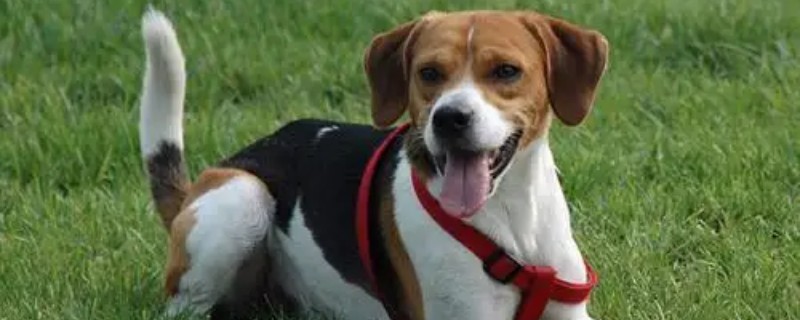 What to eat after giving birth to an English foxhound