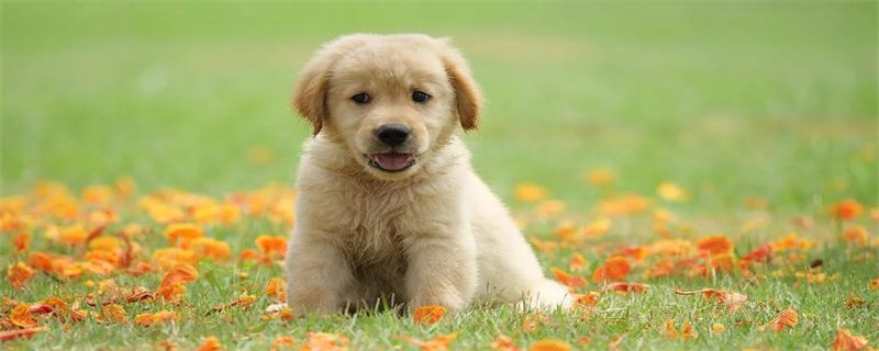 What should be paid attention to during the dog's menstrual period