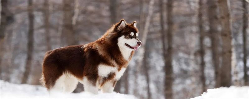 What to Do with Postpartum Anorexia in Dogs