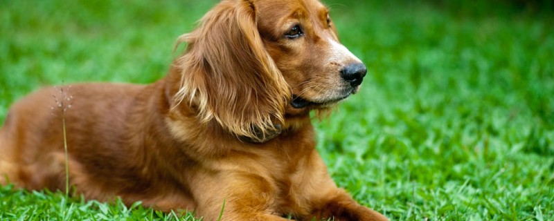 Precautions for puppy pregnancy