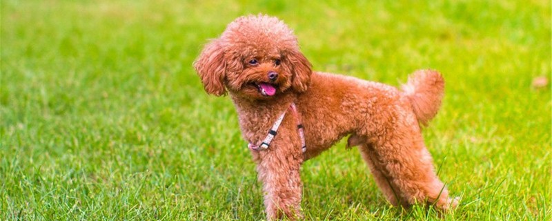 What to do if a dog is about to give birth