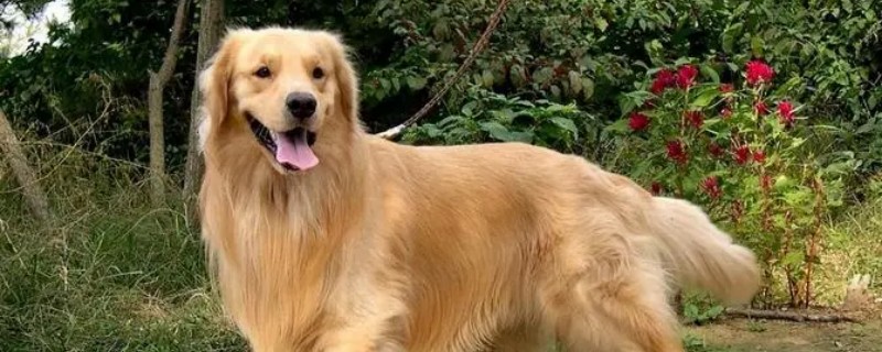 What are the signs of a Golden Retriever's pre-labor period