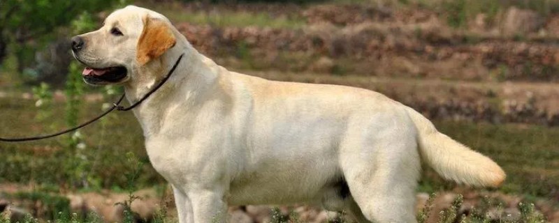 What do labradors eat when pregnant