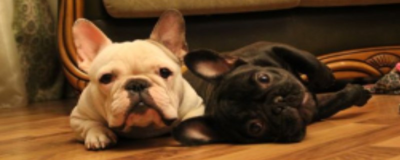 When is the French Bulldog's mating season?