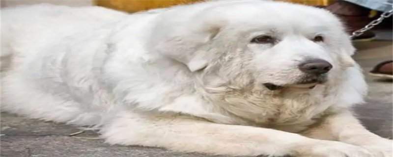 How to train a great pyrenes dog