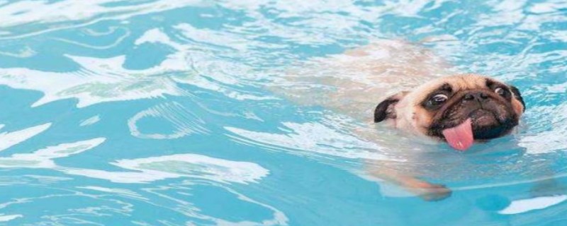 How to train a dog to swim
