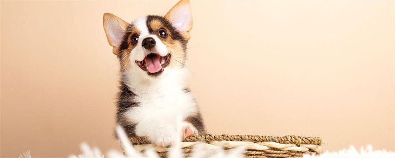 How to Train a Dog to Shake Hands for New Year's Eve