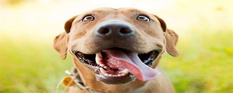 How to train a dog to catch a Frisbee