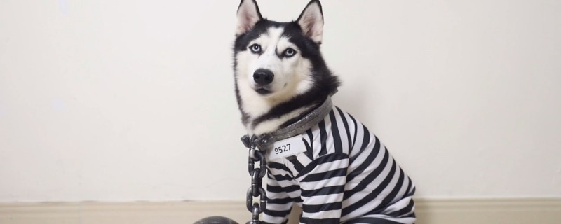 Does neutering a dog hurt?