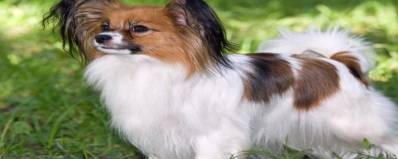 How to deal with Papillon dogs not eating dog food