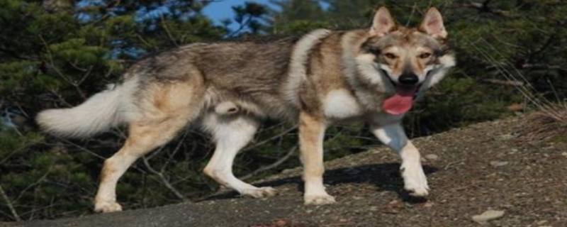 Precautions for summer diet of Czech wolfhound