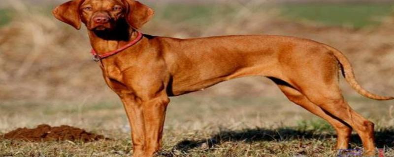 What to do if your vizsla hound is barking