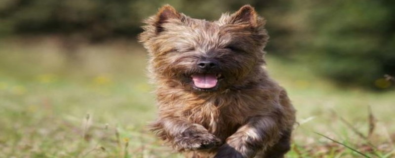 How to grow the Cairn Terrier