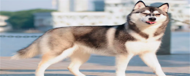 How to clean husky ears