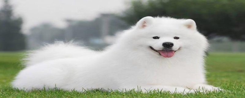 What to do if the Samoyed does not eat