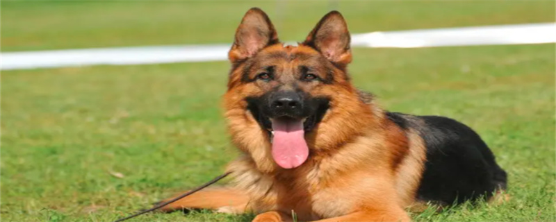 What food do small shepherd dogs eat