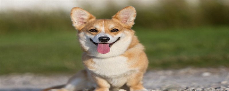 Corgi puppies eat their own poop