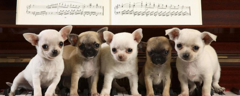 What to do if Chihuahua does not allow nails to be cut