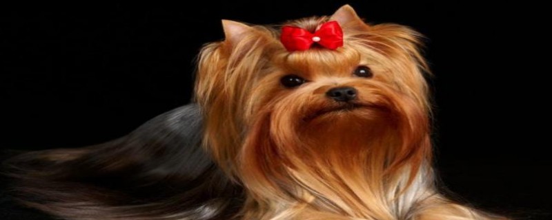 What to do if Yorkies don't eat dog food