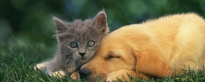 How to Remove Calculus in Dogs