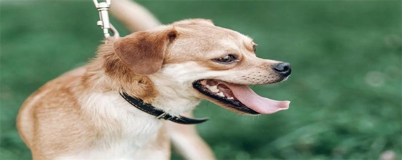 What to do if your dog loses his teeth