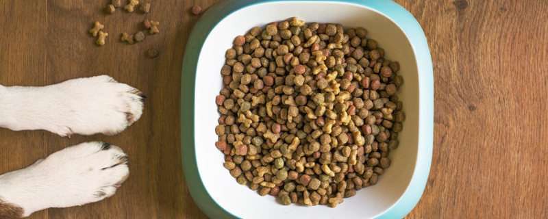 How to treat a dog with a bad appetite