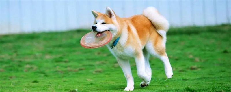 What to do if the Akita dog does not like to eat dog food