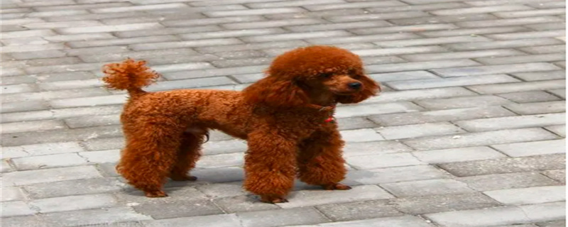 What foods can Teddy dogs not eat?