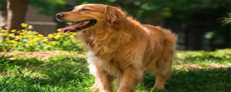 What foods can golden retrievers not eat?