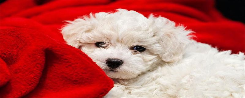 What's the matter with Bichon's body odor?