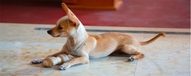 Chihuahua is too thin to eat what food