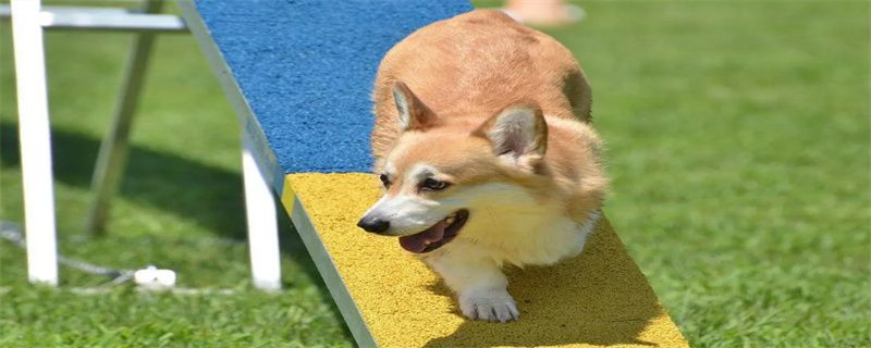 How many vaccinations do Corgis need?